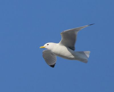 Drieteenmeeuw - Black-legged Kittiwake