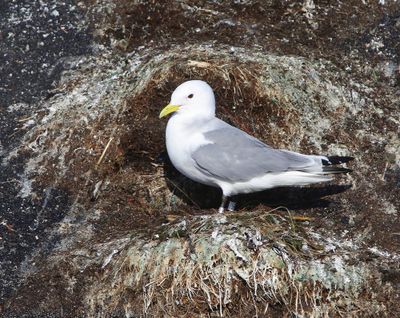 Drieteenmeeuw - Black-legged Kittiwake