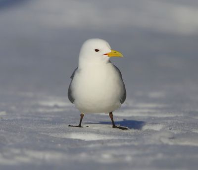 Drieteenmeeuw - Black-legged Kittiwake