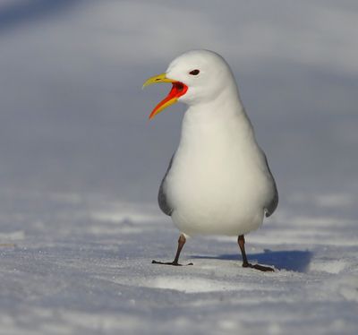 Drieteenmeeuw - Black-legged Kittiwake
