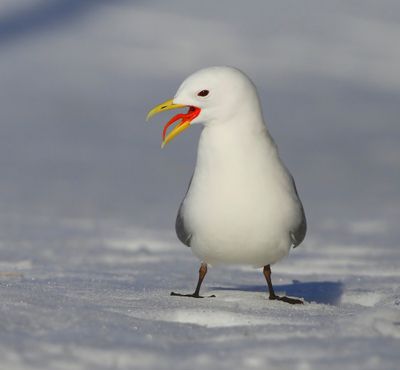 Drieteenmeeuw - Black-legged Kittiwake
