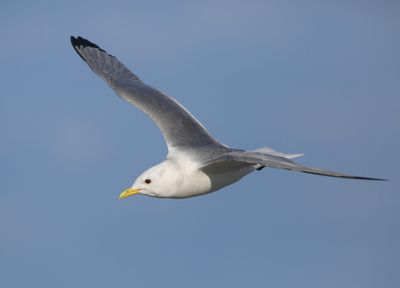 Drieteenmeeuw - Black-legged Kittiwake