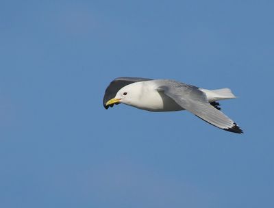 Drieteenmeeuw - Black-legged Kittiwake
