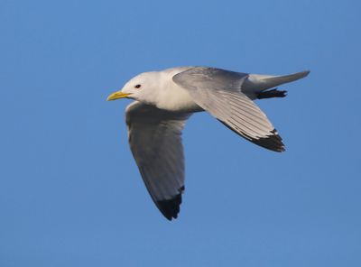 Drieteenmeeuw - Black-legged Kittiwake