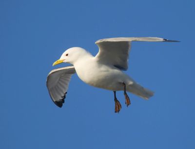 Drieteenmeeuw - Black-legged Kittiwake