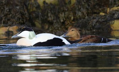 Eiders - Common Eiders