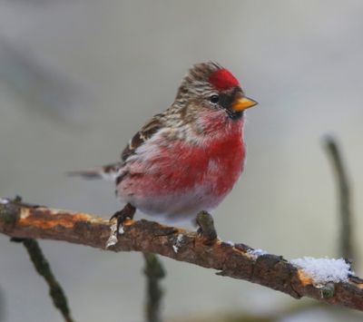 Grote Barmsijs - Mealy Redpoll