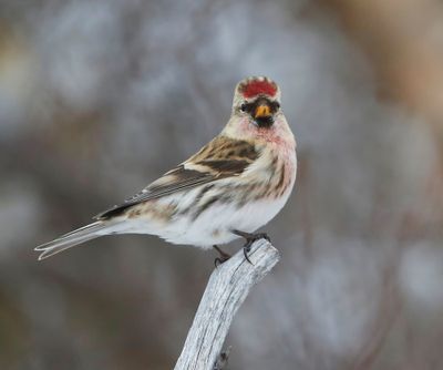 Grote Barmsijs - Mealy Redpoll