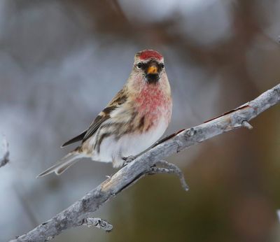Grote Barmsijs - Mealy Redpoll