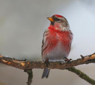 Grote Barmsijs - Mealy Redpoll