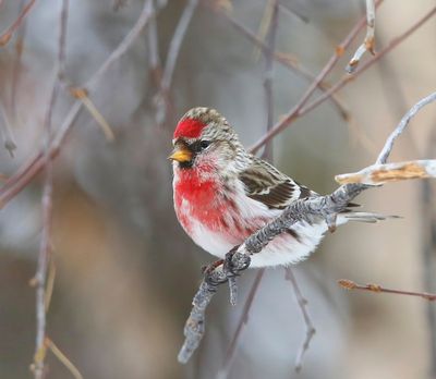 Grote Barmsijs - Mealy Redpoll