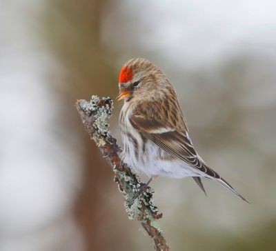 Grote Barmsijs - Mealy Redpoll