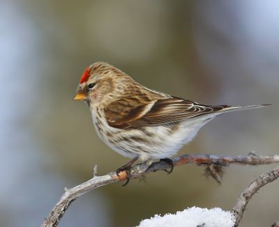 Grote Barmsijs - Mealy Redpoll
