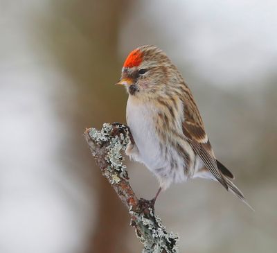 Grote Barmsijs - Mealy Redpoll