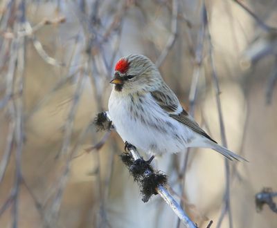 Grote Barmsijs - Mealy Redpoll