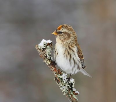 Grote Barmsijs - Mealy Redpoll