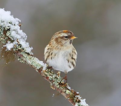 Grote Barmsijs - Mealy Redpoll