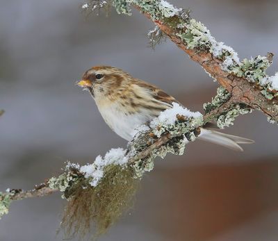 Grote Barmsijs - Mealy Redpoll