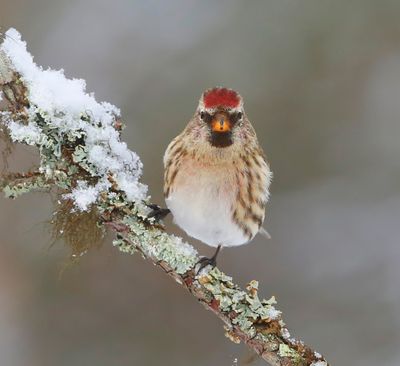 Grote Barmsijs - Mealy Redpoll