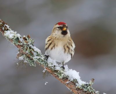 Grote Barmsijs - Mealy Redpoll