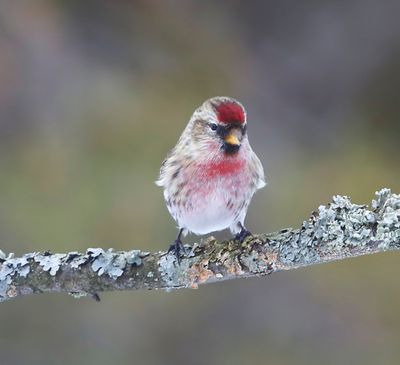 Grote Barmsijs - Mealy Redpoll