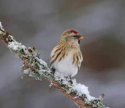 Grote Barmsijs - Mealy Redpoll