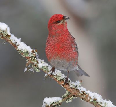 Haakbek - Pine Grosbreak