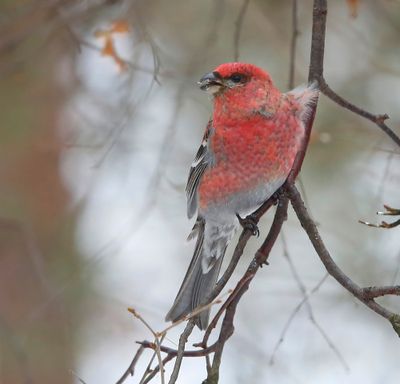 Haakbek - Pine Grosbreak