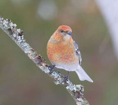 Haakbek - Pine Grosbreak
