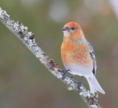 Haakbek - Pine Grosbreak