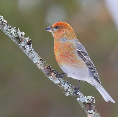 Haakbek - Pine Grosbreak