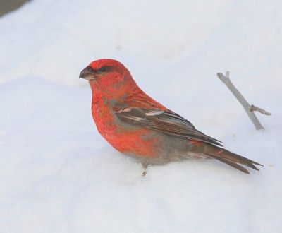 Haakbek - Pine Grosbreak