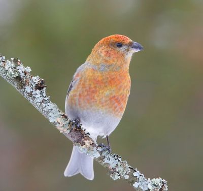 Haakbek - Pine Grosbreak