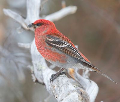 Haakbek - Pine Grosbreak