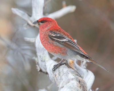Haakbek - Pine Grosbreak