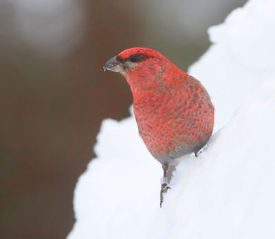 Haakbek - Pine Grosbreak