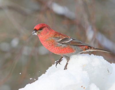 Haakbek - Pine Grosbreak