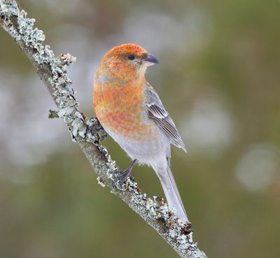 Haakbek - Pine Grosbreak