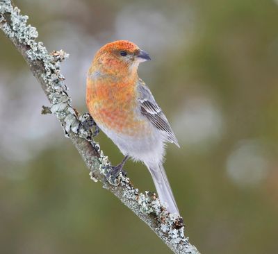 Haakbek - Pine Grosbreak