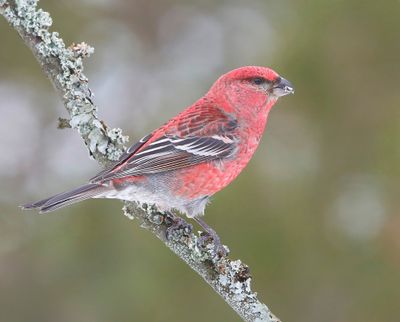 Haakbek - Pine Grosbreak