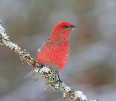 Haakbek - Pine Grosbreak