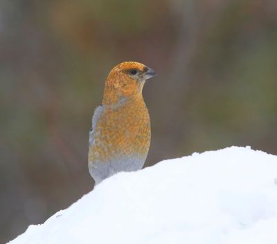Haakbek - Pine Grosbreak