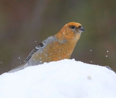 Haakbek - Pine Grosbreak
