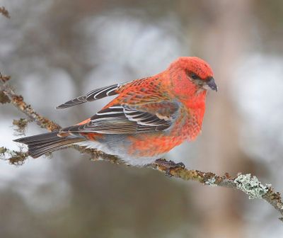 Haakbek - Pine Grosbreak