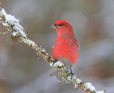 Haakbek - Pine Grosbreak