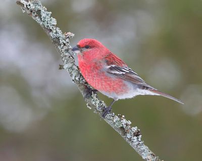 Haakbek - Pine Grosbreak
