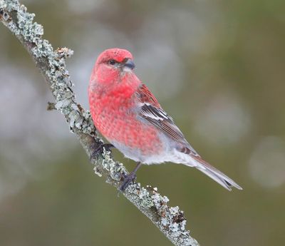 Haakbek - Pine Grosbreak