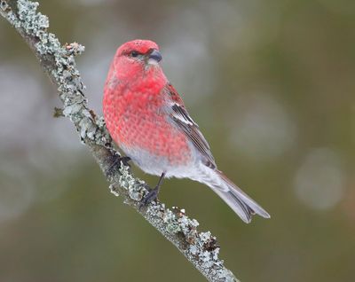 Haakbek - Pine Grosbreak