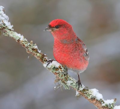 Haakbek - Pine Grosbreak