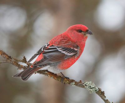 Haakbek - Pine Grosbreak